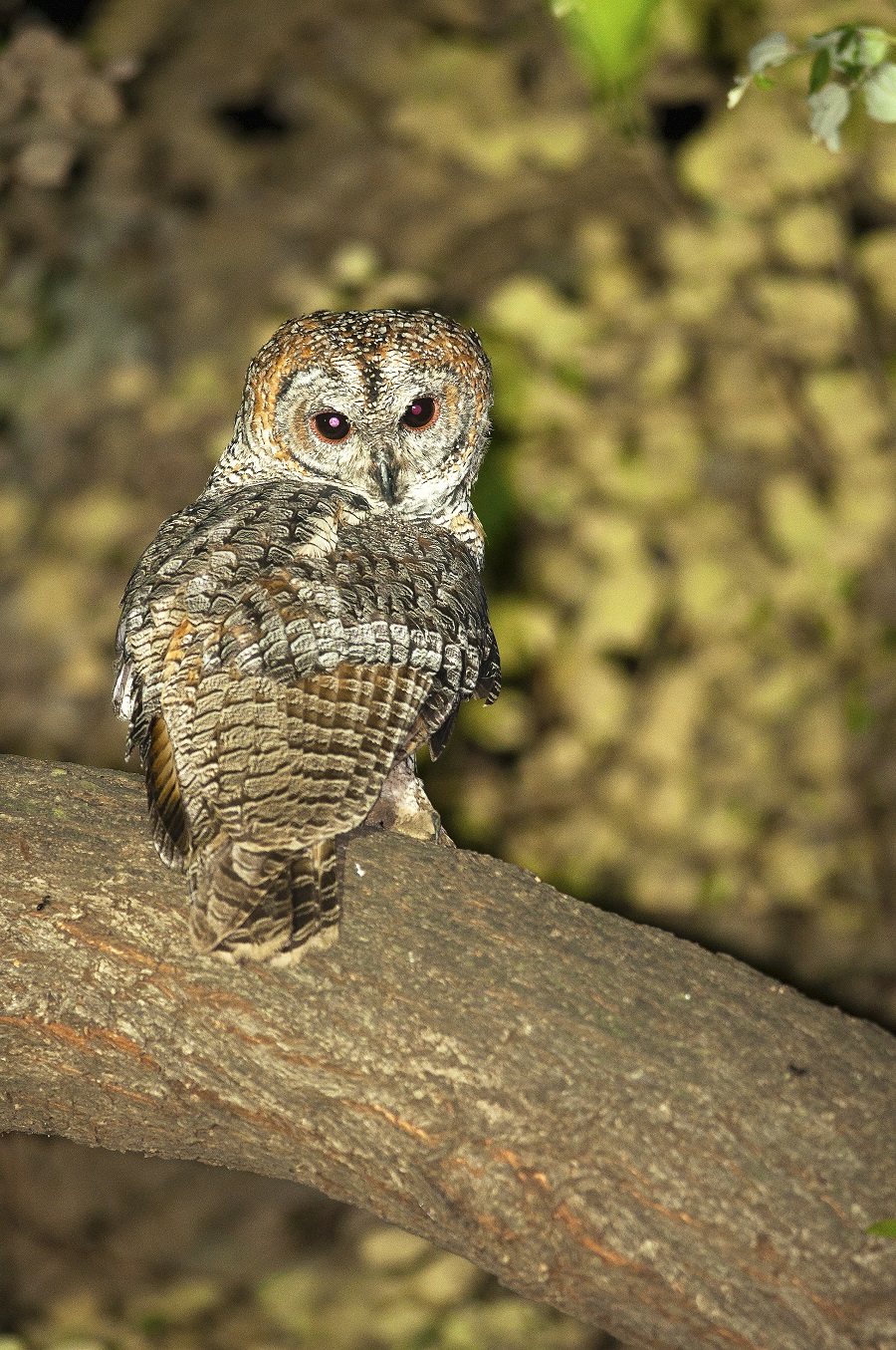 Doctor sights rare owl species in Prayagraj