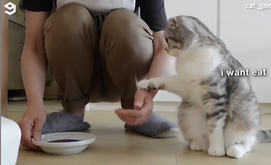 This cute cat tells its parent how it wants to be fed