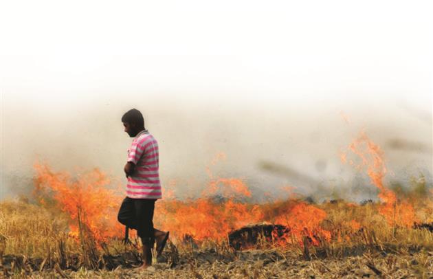 Haryana registers 68% drop in farm fires