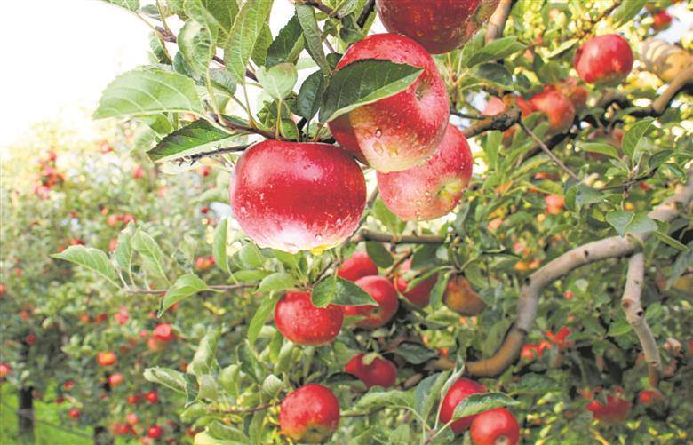Natural farming gives Himachal apple growers edge