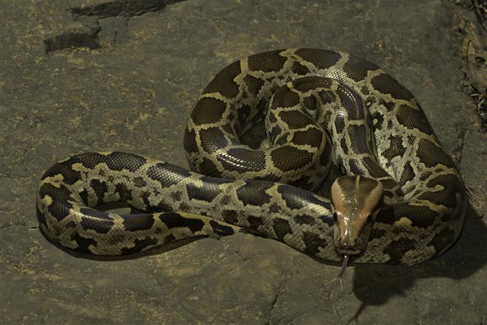 Python found inside car's bonnet in Agra