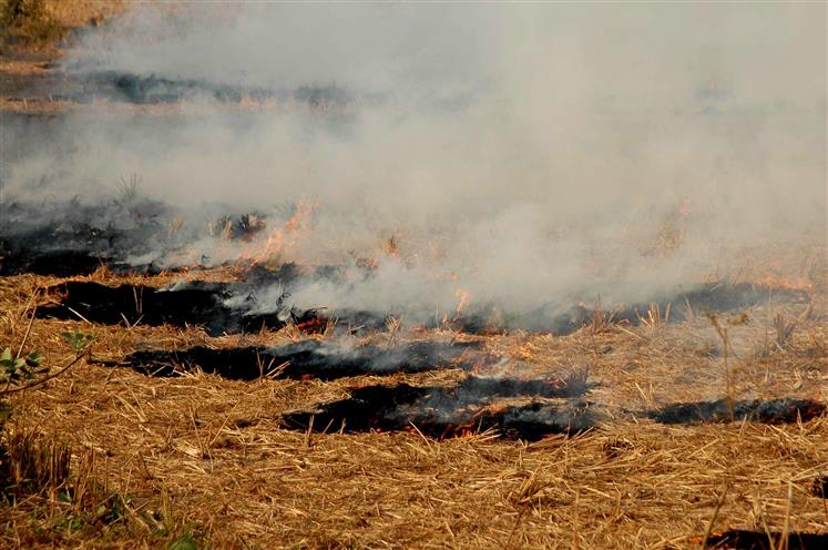 With decline in stubble burning cases, Haryana hopes for better air quality this festival season