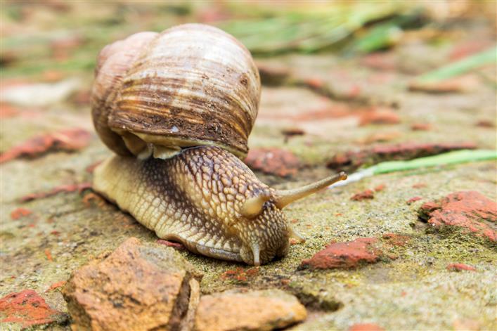 Slimy but useful: Snail mucus found to have uses in development of anti-cancer drugs, water purification