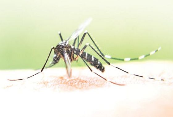 16,000 cases, 61 deaths: Punjab in grip of dengue