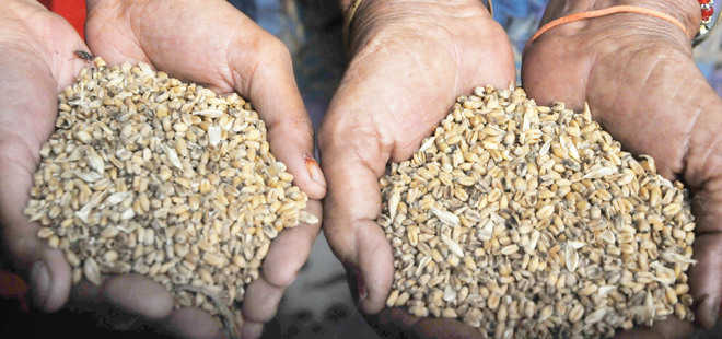 Chandigarh to replace poor quality wheat stock
