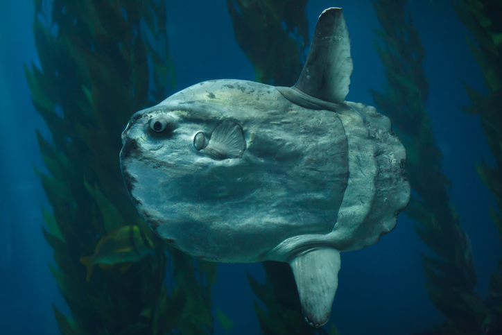 Record 2-tonne sunfish found off the coast of Ceuta