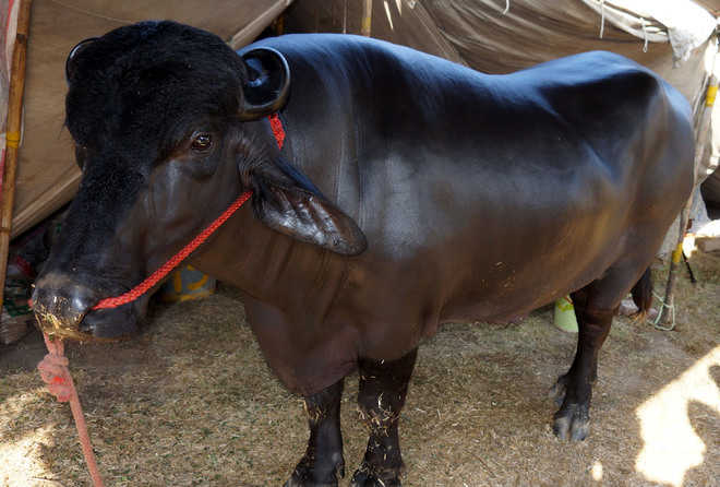 Forhandle vedlægge konservativ Himachal setting up Murrah buffalo breeding farm