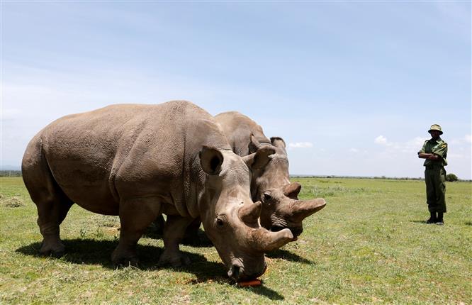 One of world’s last two northern white rhinos dropped from race to save the species