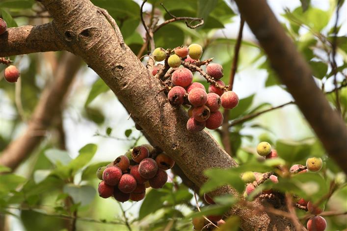 Wild Himalayan fig may be used as natural pain reliever, animal study finds