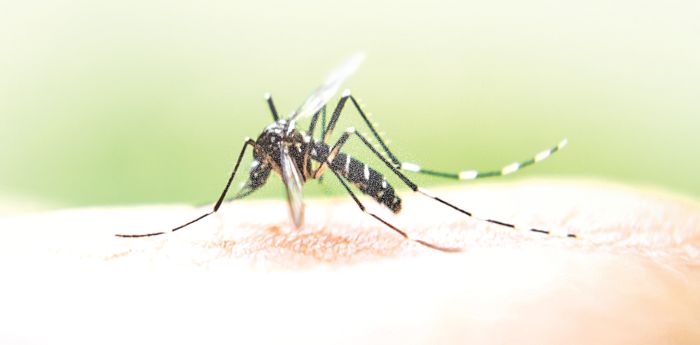 Panchkula records first dengue death; tally goes past 500