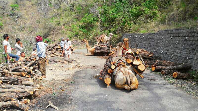 Forest conservation law must not be diluted : The Tribune India