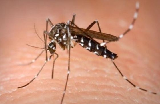 11 fresh dengue cases reported in Patiala