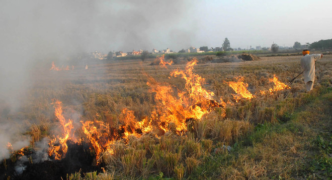 Significant decrease in stubble-burning cases in Punjab, Haryana