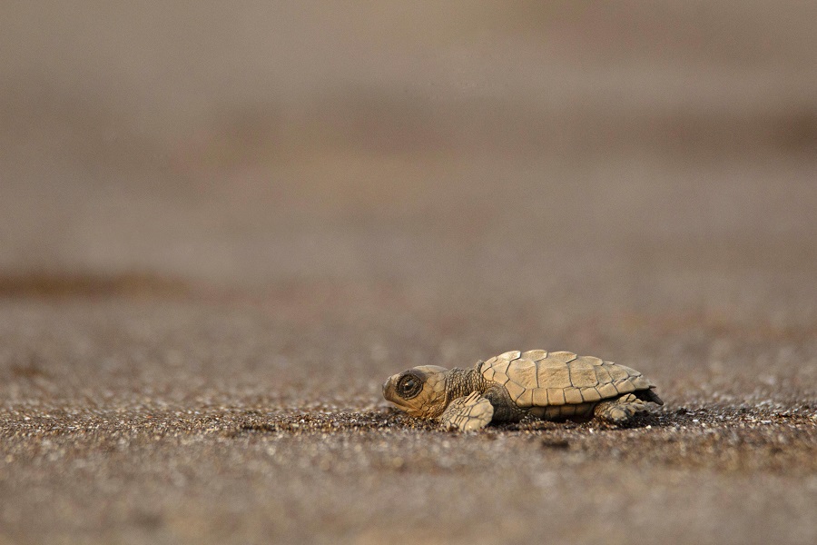Olive Ridley turtles' nesting faces sea erosion risk in Odisha