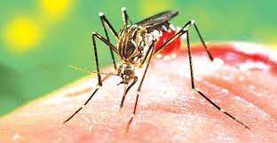 In Gurugram, dengue cases at six-year high