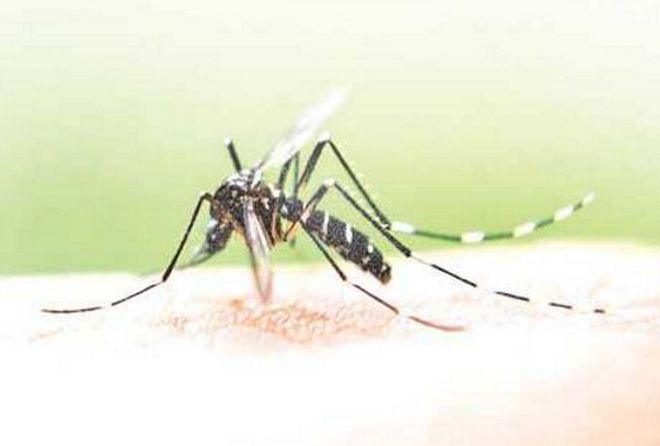 At 8,600, dengue cases in Punjab up three times this year