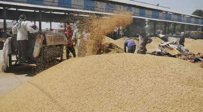 Ensure smooth paddy procurement: Malerkotla DC Amrit Kaur Gill tells agencies