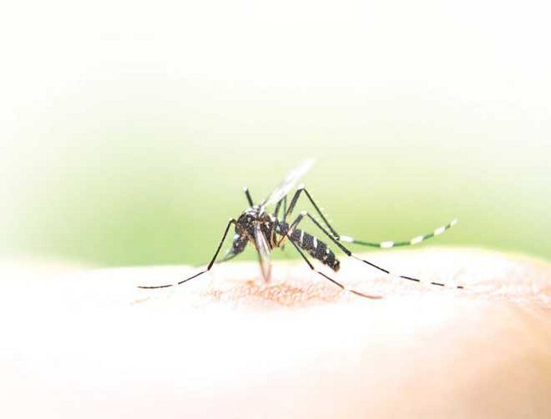 Spike in dengue cases in Chandigarh