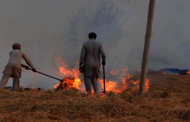 Stubble burning: Punjab sees 69% drop in farm fires this year