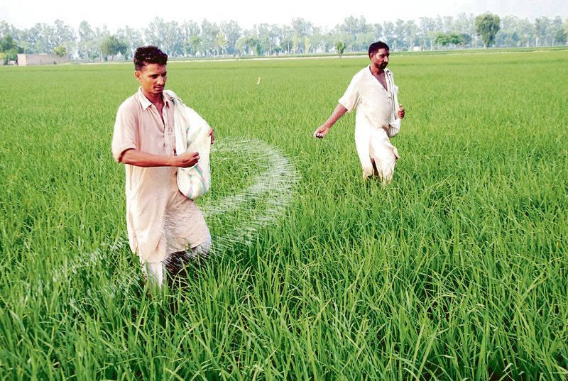 Punjab faces acute DAP shortage, farmers call it artificial crisis