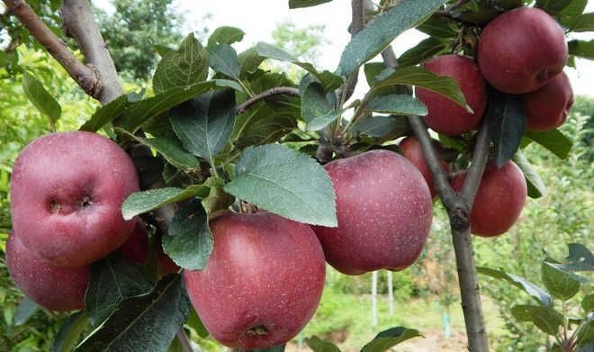 Marketing platform to come up for apple growers in Himachal Pradesh soon