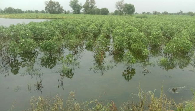 Waterlogging ruins cotton, bajra on 80K acres in Rewari & Mahendragarh