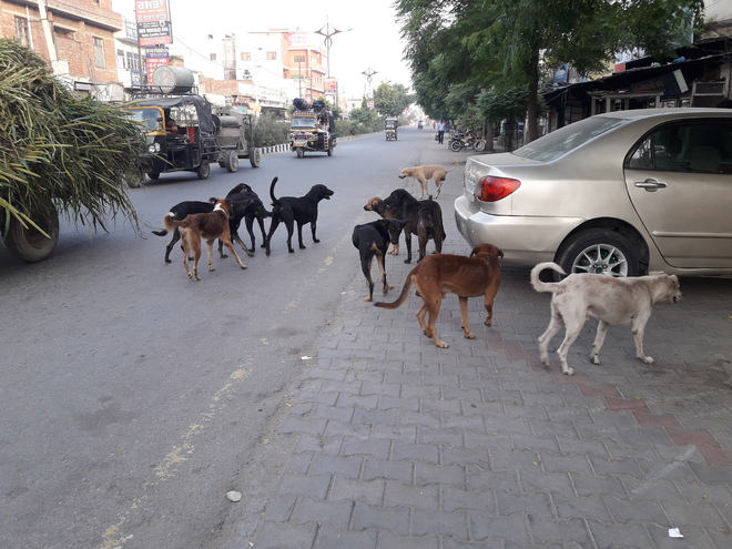 Tarn Taran Diary: No end to stray dog menace in district