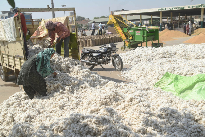 Anticipating price hike, Punjab cotton growers hold back produce