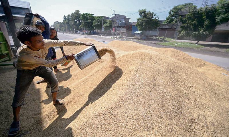 47,044 MT of paddy procured in dist: DC