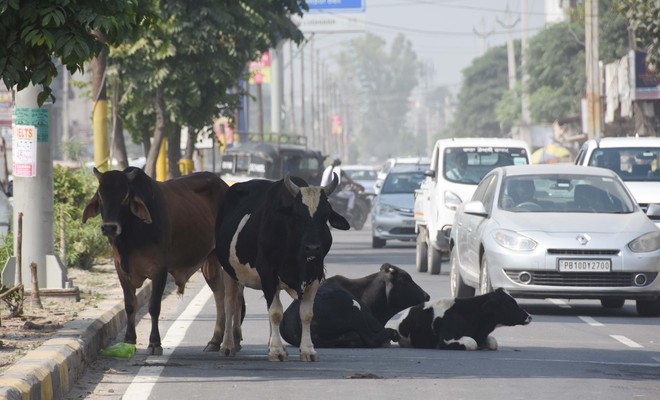Stray Cattle Continue To Pose Threat To Ludhiana Residents The Tribune India