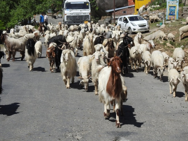 As winter sets in, shepherds start moving to lower hills of Himachal