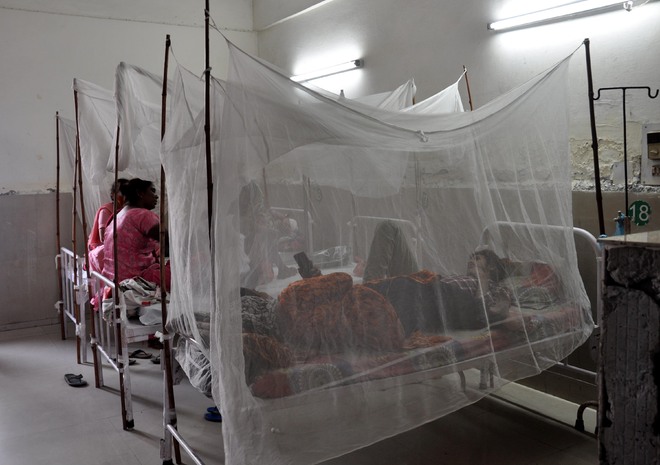 Health Dept under-reporting dengue cases in Rohtak, say pvt doctors