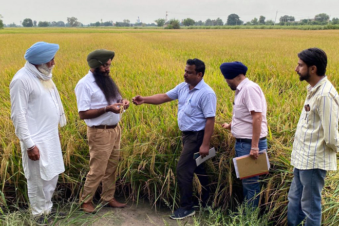 Punjab launches drive to check quality of paddy seeds