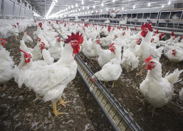 Farm owner in Odisha files complaint after chickens 'die of shock from loud music'
