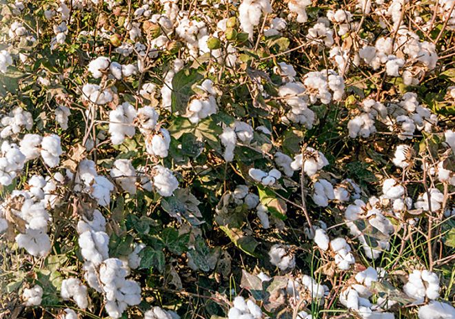 Prices soften, Punjab cotton growers in wait & watch mode
