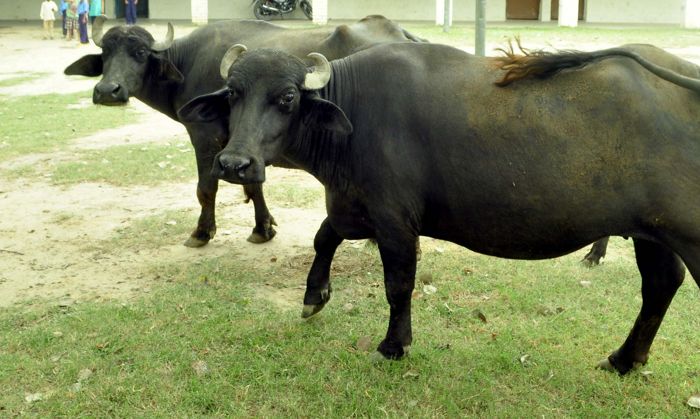 Mysterious disease kills 13 animals in Fatehpur