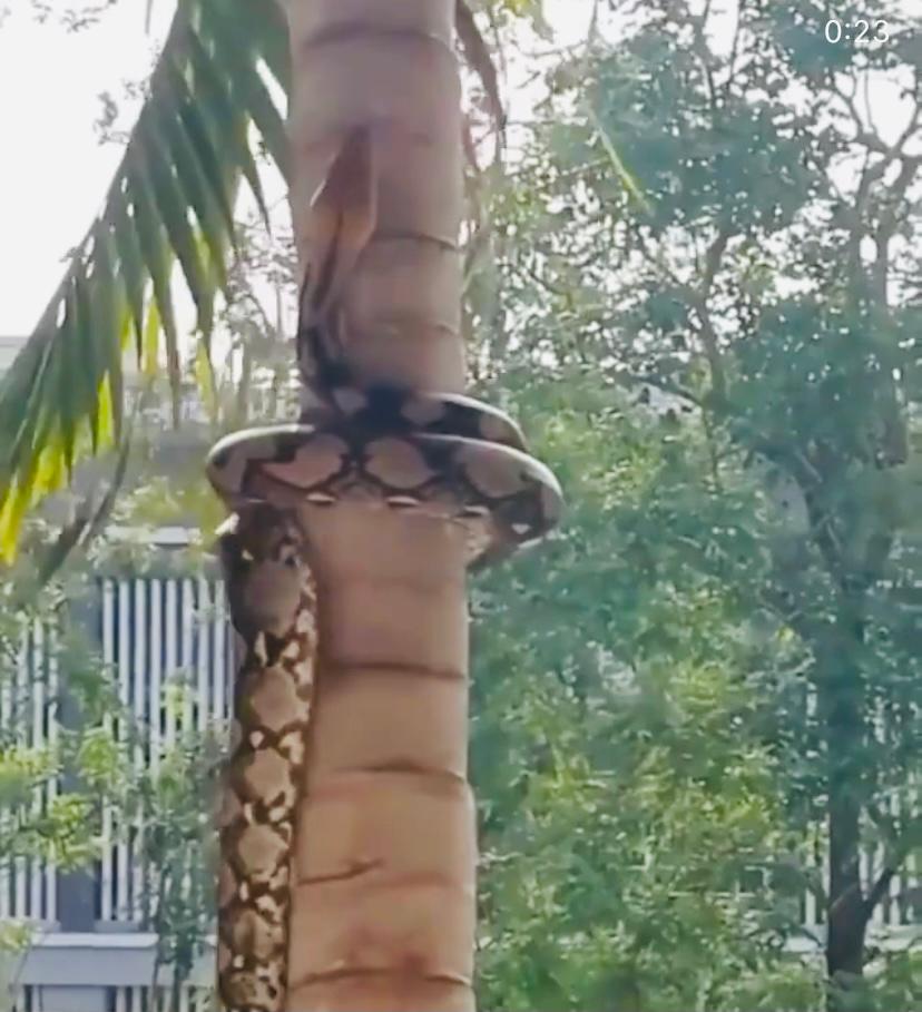 Watch viral video: Python uses amazing technique to climb a tree