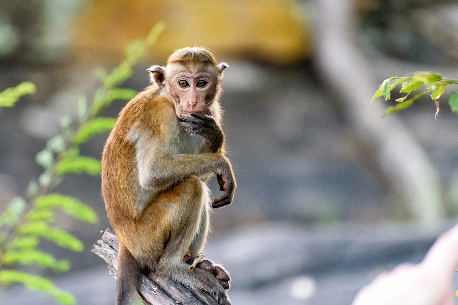 Monkeys, humans produce same brain responses to speech sounds