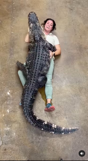 Zookeeper gets a huge hug from alligator, the video ends with a funny  surprise