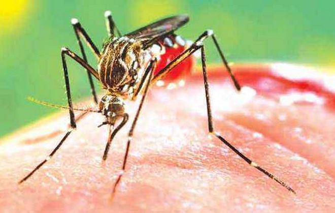 23 fresh dengue cases in Mohali