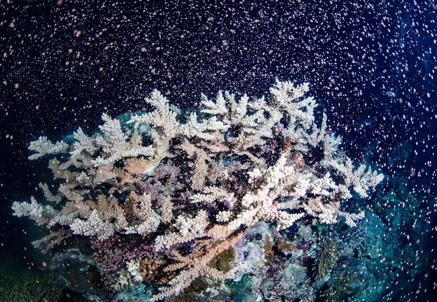 Australia's Barrier Reef erupts in colour as corals spawn