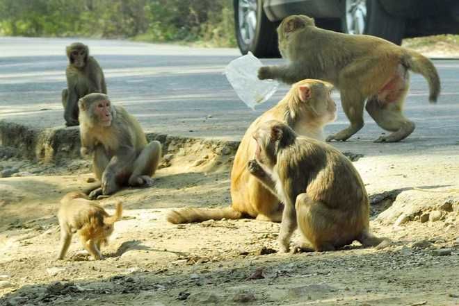 Mohali: Monkey menace irks Phase 3B-2 residents
