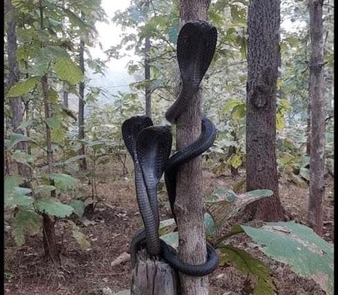 Viral photos: 3 cobras ‘blessing you at a time’, Internet can’t keep calm over the 'divine thing'