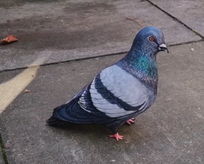 Jaw-dropping! Is it a pigeon or is it a cake? Or it’s both?  Find out for yourself
