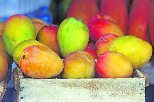 India to export mangoes to US
