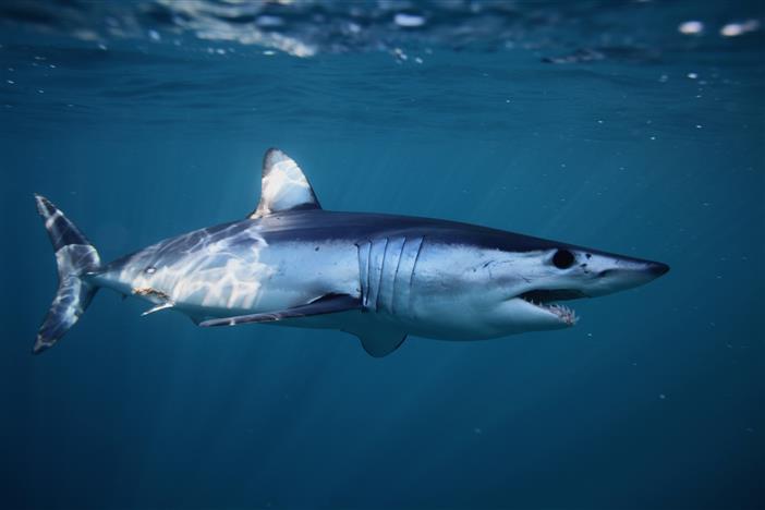 Endangered mako sharks gets protection