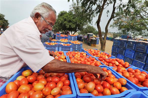 Retail tomato prices at Rs 80/kg in most cities, rise up to Rs 120/kg in south due to rains