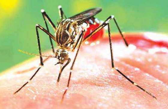 Rise in dengue infection among infants this year