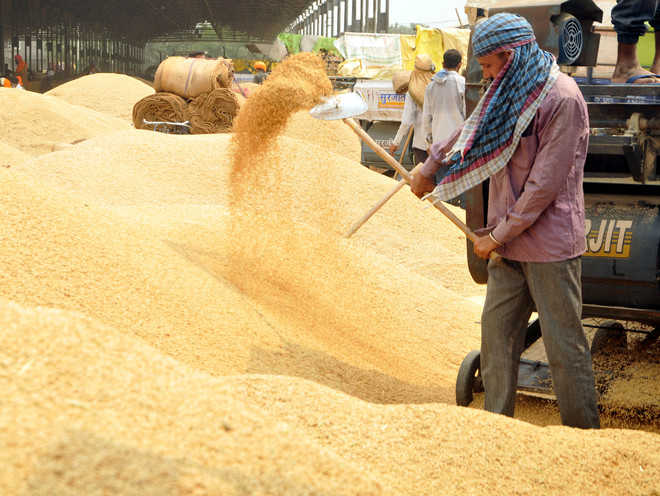 Higher basmati price this year brings cheer to Haryana farmers