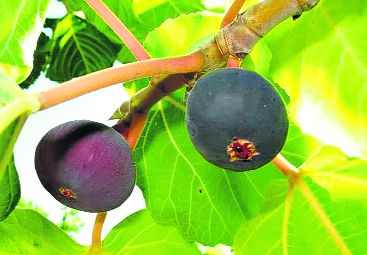 ‘Wild Himalayan Fig alternative to synthetic painkillers’